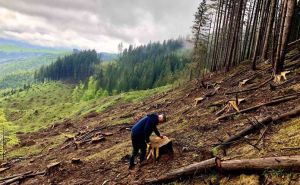 Буковина: За самовільні порубки доведеться відповідати